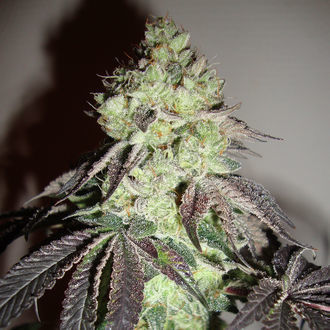 Girl Scout Cookies (Zamnesia Seeds) Feminizowane