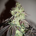 Girl Scout Cookies (Zamnesia Seeds) Feminizowane