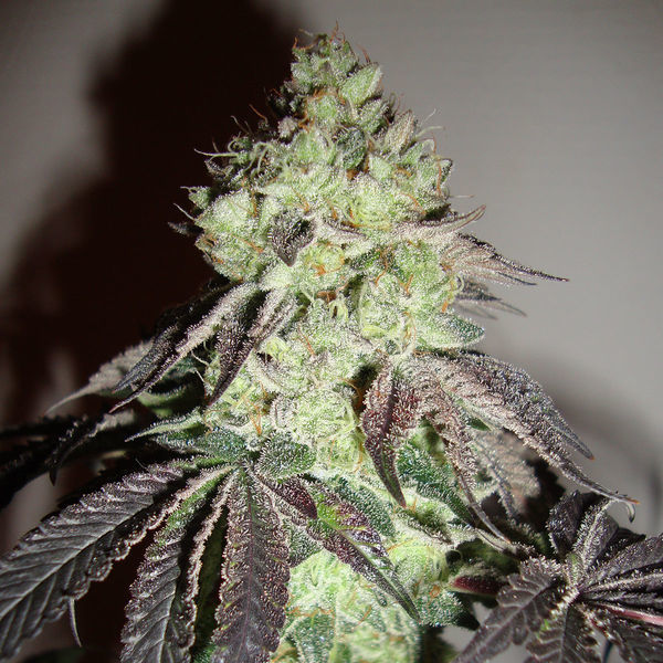 Girl Scout Cookies (Zamnesia Seeds) Feminizowane
