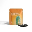 Echinopsis macrogona (Trichocereus macrogonus) 20 nasion