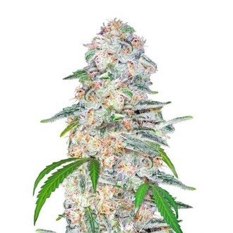 Blue Dream'matic (FastBuds) feminizowane