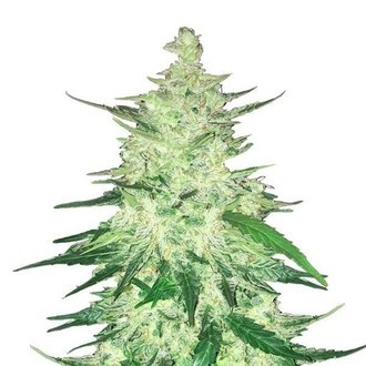 CBD Auto 1:1 (FastBuds) Feminizowane
