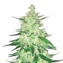 CBD Auto 1:1 (FastBuds) Feminizowane