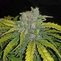 CBD Auto 1:1 (FastBuds) Feminizowane