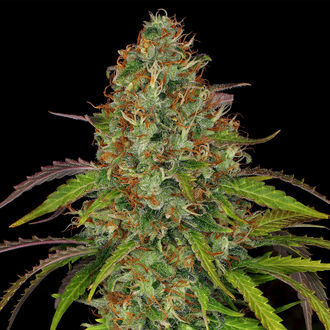 Lemon Power Haze (Zamnesia Seeds) feminizowane