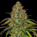 Lemon Power Haze (Zamnesia Seeds) feminizowane