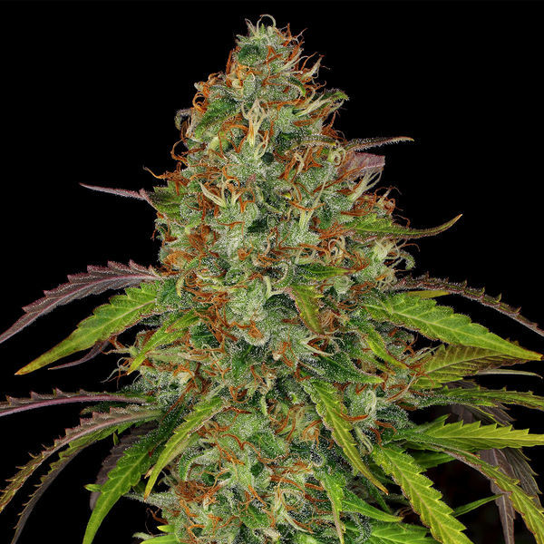 Lemon Power Haze (Zamnesia Seeds) feminizowane