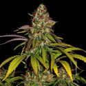 Lemon Power Haze (Zamnesia Seeds) feminizowane