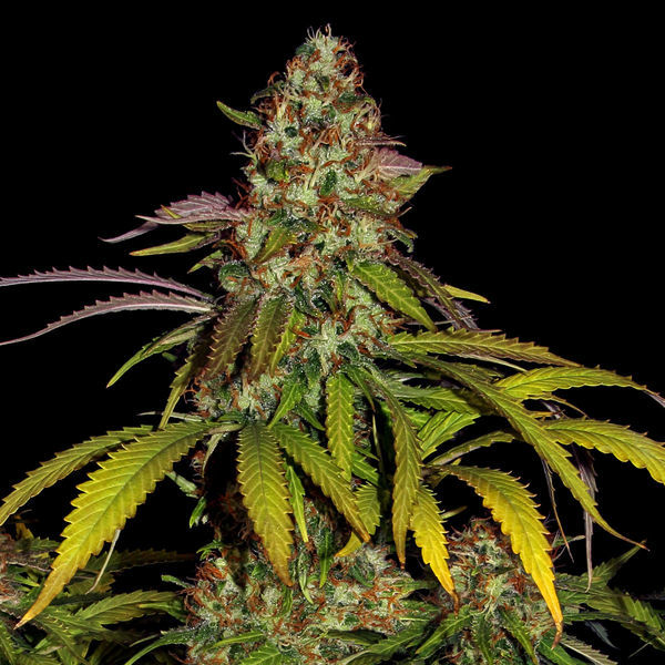 Lemon Power Haze (Zamnesia Seeds) feminizowane