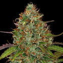 Lemon Power Haze (Zamnesia Seeds) feminizowane