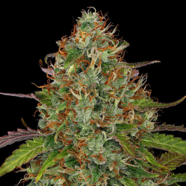 Lemon Power Haze (Zamnesia Seeds) feminizowane