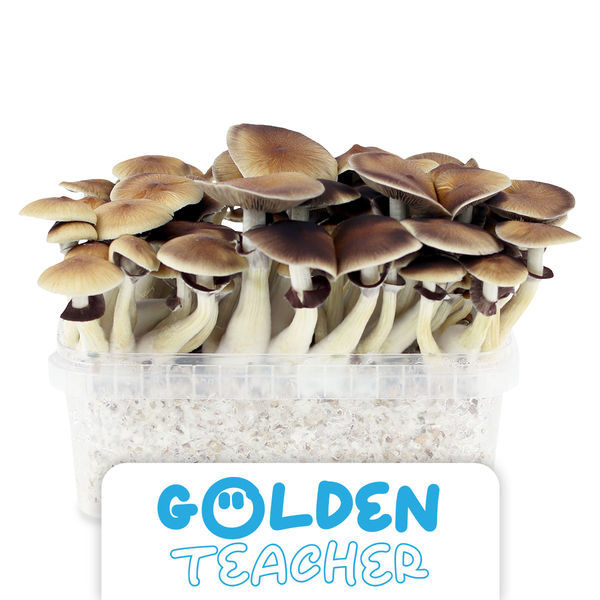 Growkit Zamnesia „Golden Teacher”