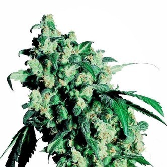 Super Skunk (Sensi Seeds) feminizowane
