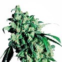 Super Skunk (Sensi Seeds) feminizowane