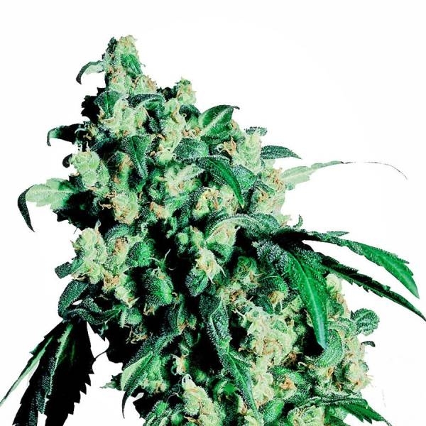 Super Skunk (Sensi Seeds) feminizowane
