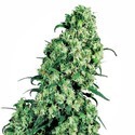 Skunk 1 (Sensi Seeds) nasiona marihuany feminizowane