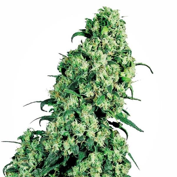 Skunk 1 (Sensi Seeds) nasiona marihuany feminizowane