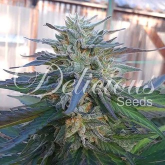 Eleven Roses (Delicious Seeds) feminizowane