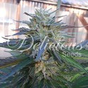 Eleven Roses (Delicious Seeds) feminizowane