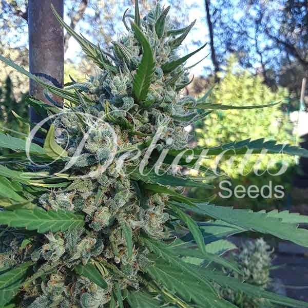Eleven Roses (Delicious Seeds) feminizowane