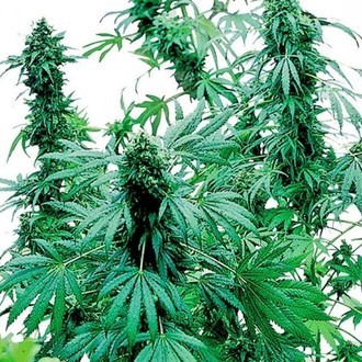 Early Skunk (Sensi Seeds) nasiona marihuany feminizowane