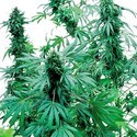 Early Skunk (Sensi Seeds) nasiona marihuany feminizowane