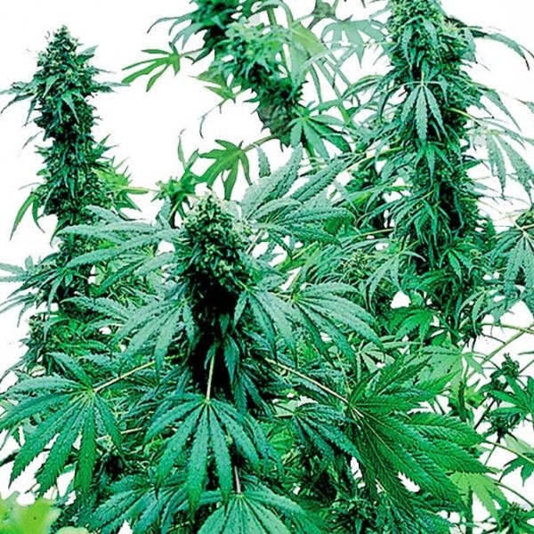 Early Skunk (Sensi Seeds) nasiona marihuany feminizowane