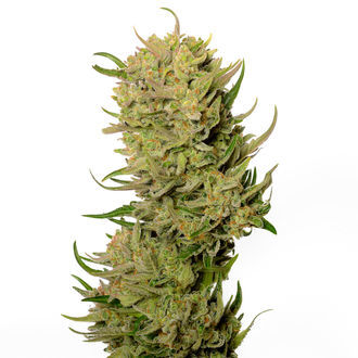 AK-020 Automat (Amsterdam Genetics) Feminizowane
