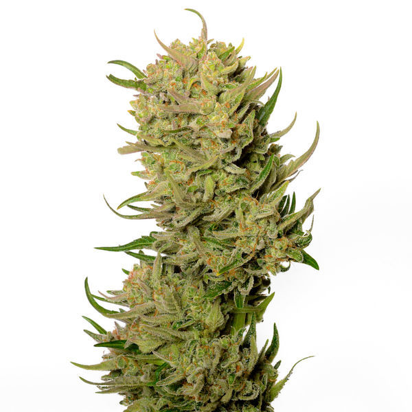 AK-020 Automat (Amsterdam Genetics) Feminizowane