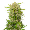 Blue Amnesia Automat (Amsterdam Genetics) Nasiona feminizowane