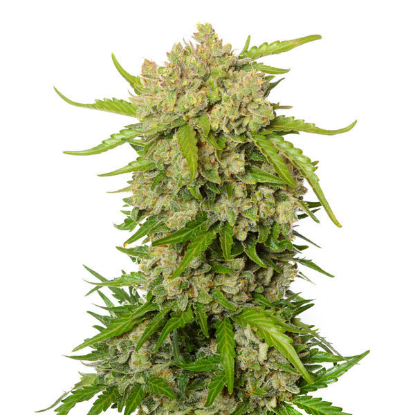 Blue Amnesia Automat (Amsterdam Genetics) Nasiona feminizowane