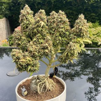 White Choco Automat (Amsterdam Genetics) feminizowane