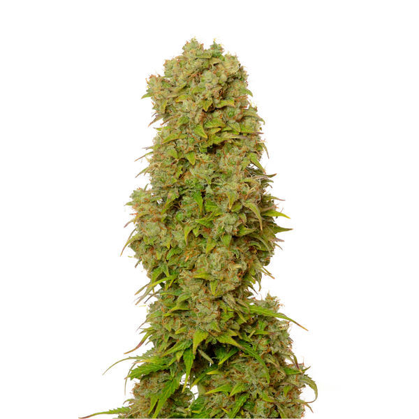 White Choco Automat (Amsterdam Genetics) feminizowane