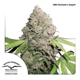 CBD Charlotte’s Angel (Dutch Passion) Feminizowane