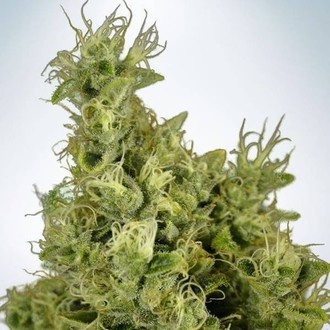 Mandarin Haze (Ministry Of Cannabis) feminizowane