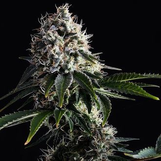 Swiss Dream CBD (Kannabia) feminized