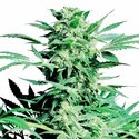 Shiva Skunk (Sensi Seeds) feminizowane