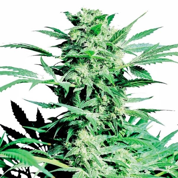 Shiva Skunk (Sensi Seeds) feminizowane