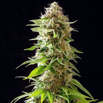 Cookies Haze (Kannabia) Feminizowane
