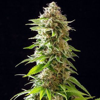 Cookies Haze (Kannabia) Feminizowane