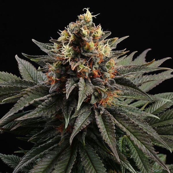 Sativa Dream (Kannabia) nasiona marihuany feminizowane