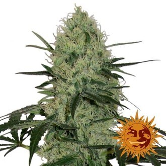 Tangerine Dream Automat (Barney's Farm) Nasiona feminizowane