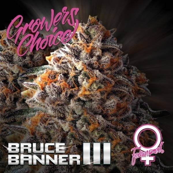 Bruce Banner III (Growers Choice) feminizowane