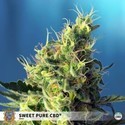 Sweet Pure CBD (Sweet Seeds) Feminizowane