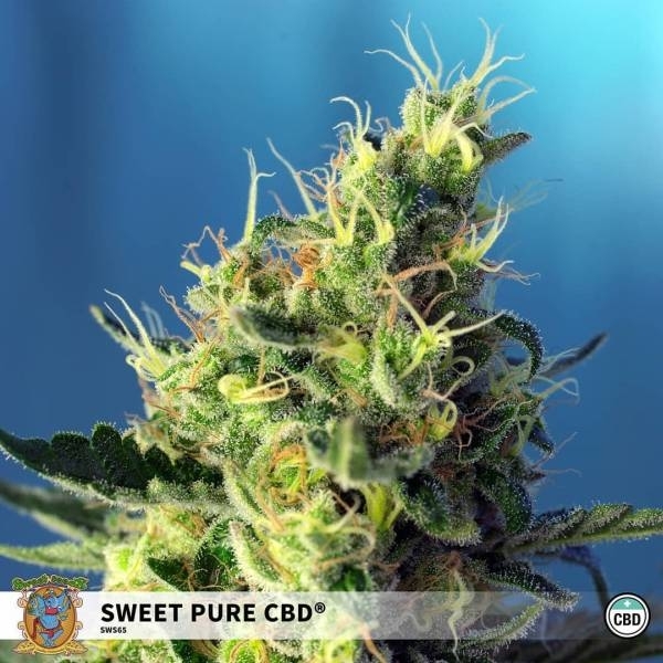 Sweet Pure CBD (Sweet Seeds) Feminizowane