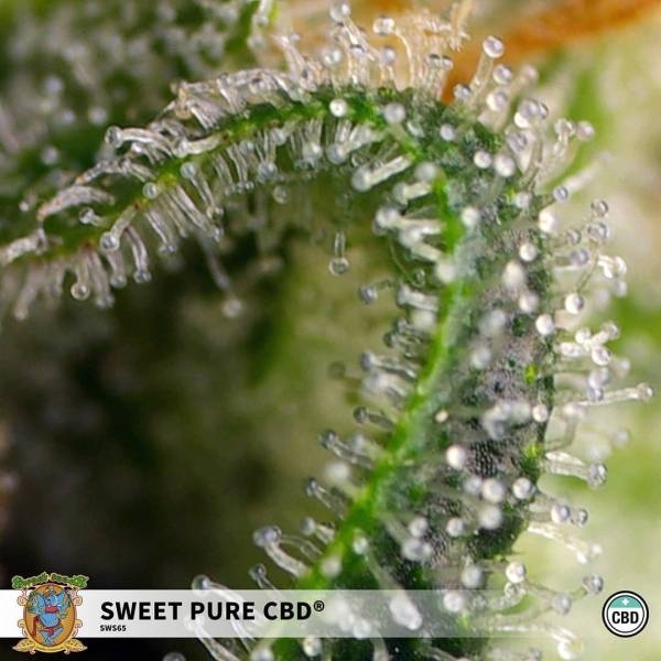 Sweet Pure CBD (Sweet Seeds) Feminizowane
