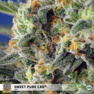 Sweet Pure CBD (Sweet Seeds) Feminizowane