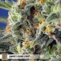 Sweet Pure CBD (Sweet Seeds) Feminizowane