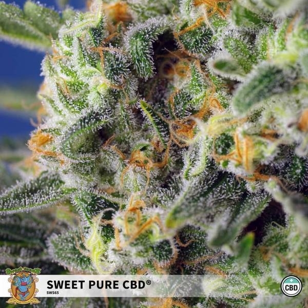 Sweet Pure CBD (Sweet Seeds) Feminizowane