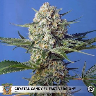 Crystal Candy F1 Fast Version (Sweet Seeds) feminizowane